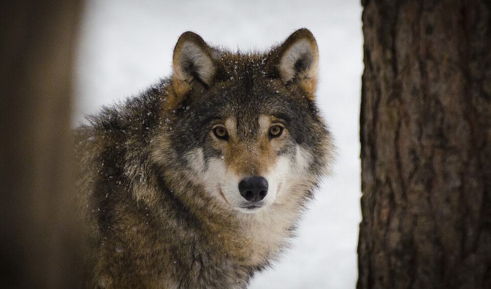 Which wolf are you feeding?